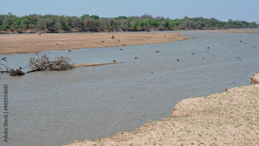 colony of southern carmine bee-eater (Merops nubicoides) at river bank of Luangwa River, South Luangwa National Park, Mfuwe, Zambia, Africa