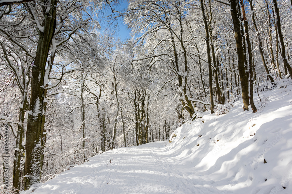 Beech forest in the snow