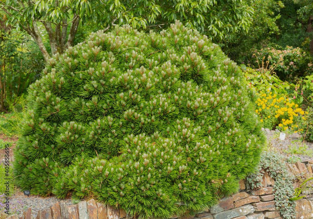 Pinus mugo, mughus, dwarf mountain pine Stock Photo Adobe Stock