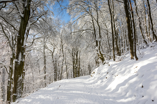 Beech forest in the snow © Circumnavigation