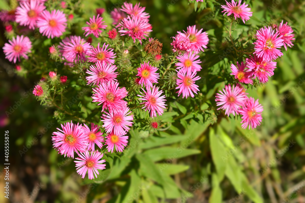 New England aster Andenken an Alma Potschke New England aster Andenken an Alma Potschke