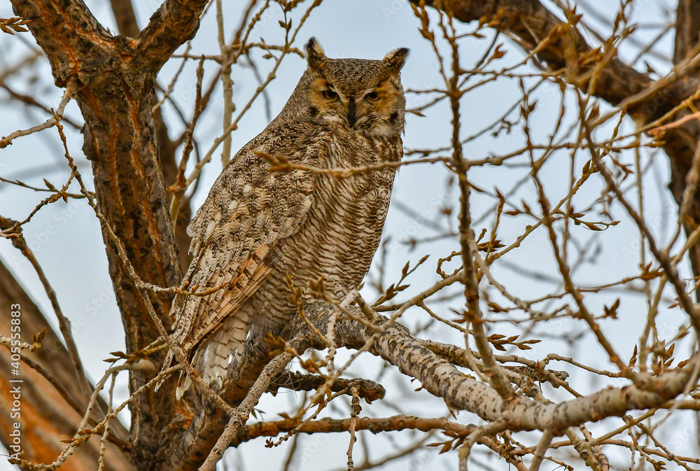 A Great Horned Owl Roosting on an Autumn Morning
A Great Horned Owl Roosting on an Autumn Morning