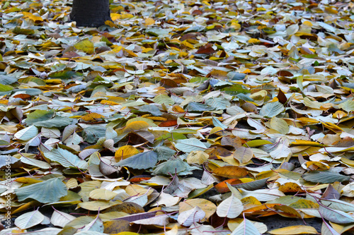 Fall of colorful leaves in a cherry orchard in late autumn. photo