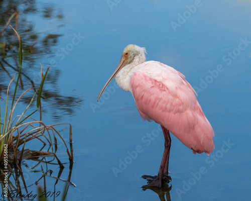 Spoonbill