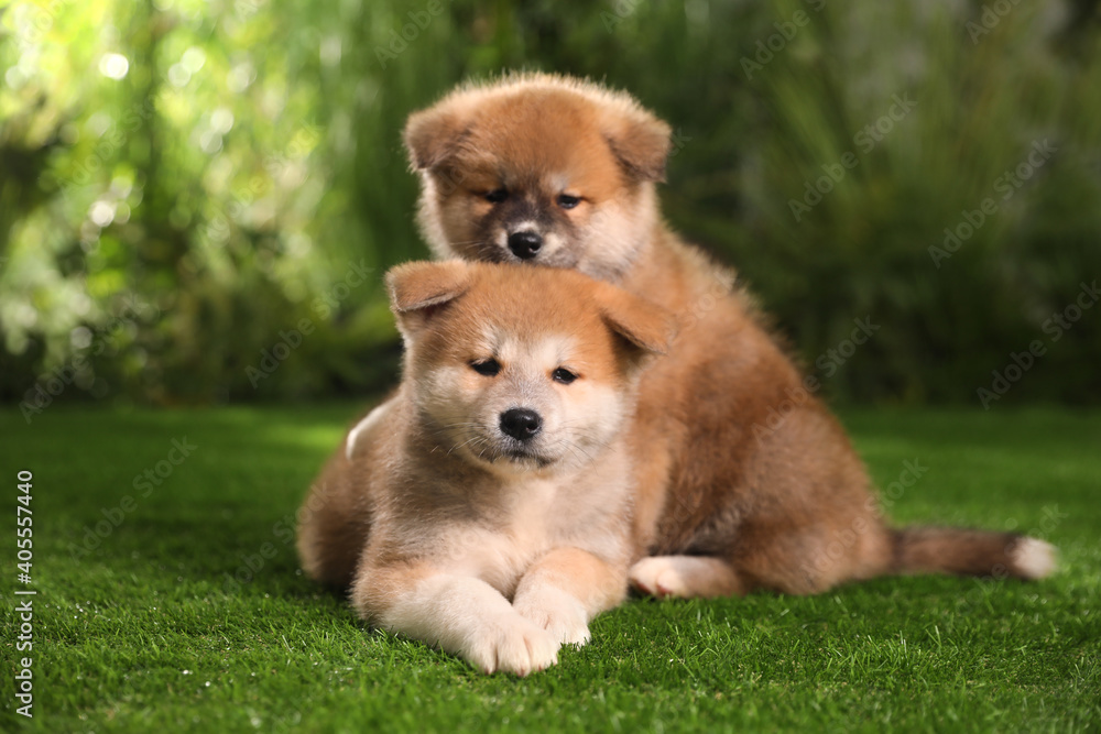 Adorable Akita Inu puppies on green grass outdoors Adorable Akita Inu puppies on green grass outdoors