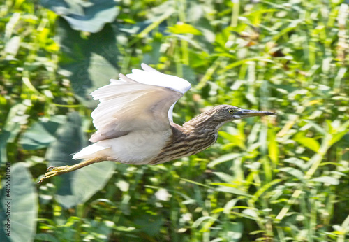 Indian Pond Heron (Ardeola grayii) in flight, in non-breeding plumage, Kitulgala, Sri Lanka. photo