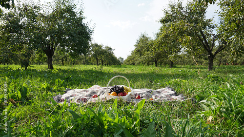 Picnic in the garden. Fruit in a basket on the carpet. Green grass, pear trees, blue sky and white clouds are all around. Romantic atmosphere. Trees stand in a row. Almaty, Kazakhstan.