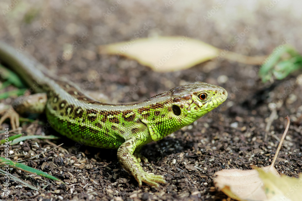 Closeup on green lizard in natural habitat. Beautiful reptile in the garden Closeup on green lizard in natural habitat. Beautiful reptile in the garden