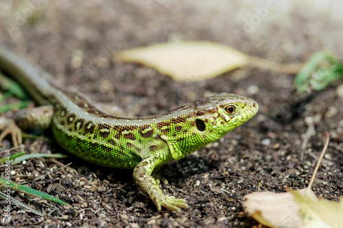 Closeup on green lizard in natural habitat. Beautiful reptile in the garden