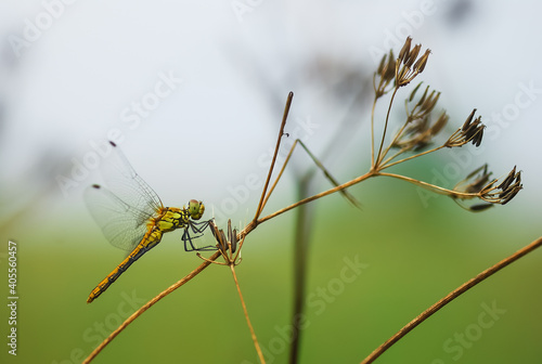 Closeup on yellow and orange dragonfly on green plant