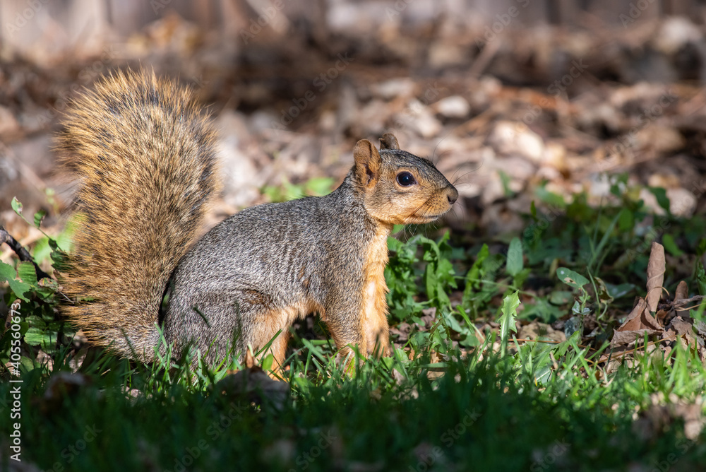 A Fox Squirrel in a Sunny Suburban Yard A Fox Squirrel in a Sunny Suburban Yard