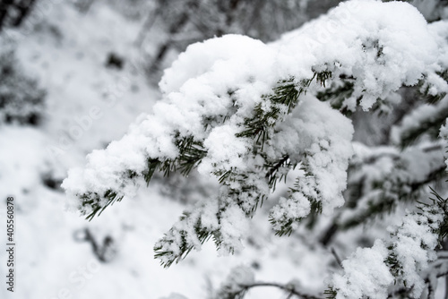 Christmas tree branch is densely covered with snow.