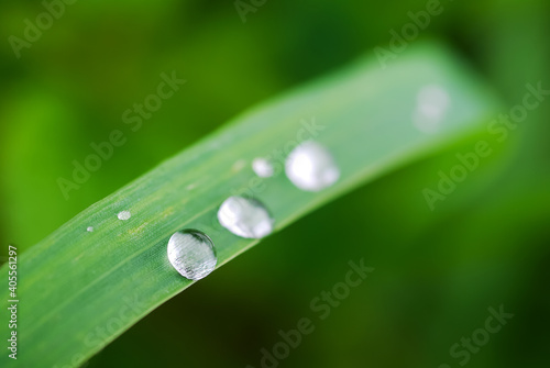 Water drops on leaf. Green and black background. Spring in the garden