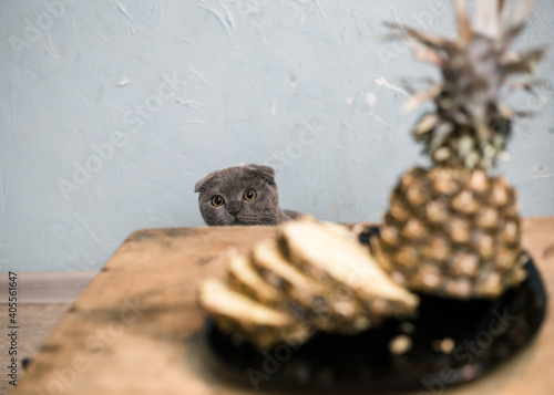 Kitten looks out from behind a wooden table
