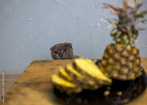 Kitten looks out from behind a wooden table
