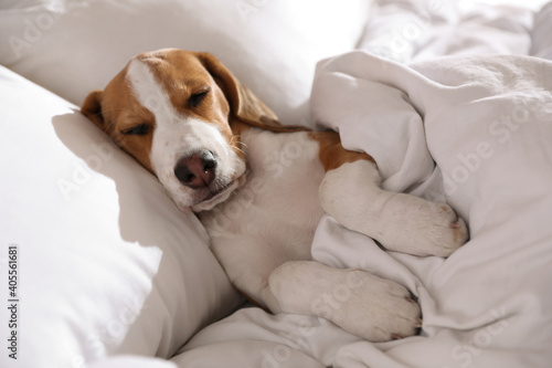 Cute Beagle puppy sleeping in bed. Adorable pet © New Africa