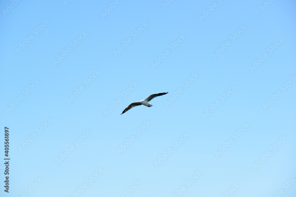 Seagulls flying in the sky above the sea Seagulls flying in the sky above the sea