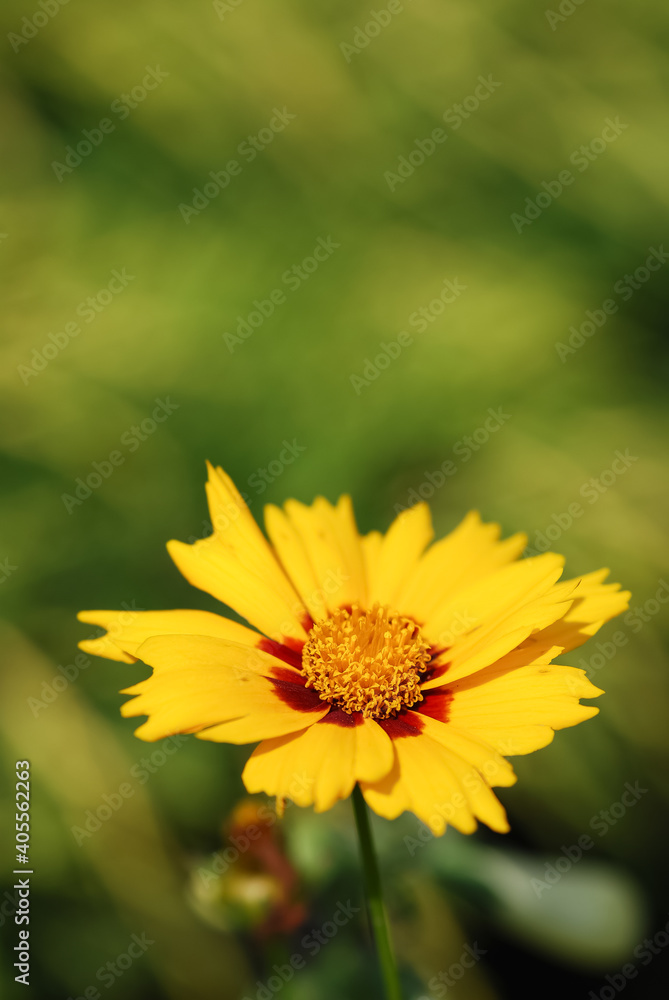 Yellow flowers, green background, spring in the garden Yellow flowers, green background, spring in the garden