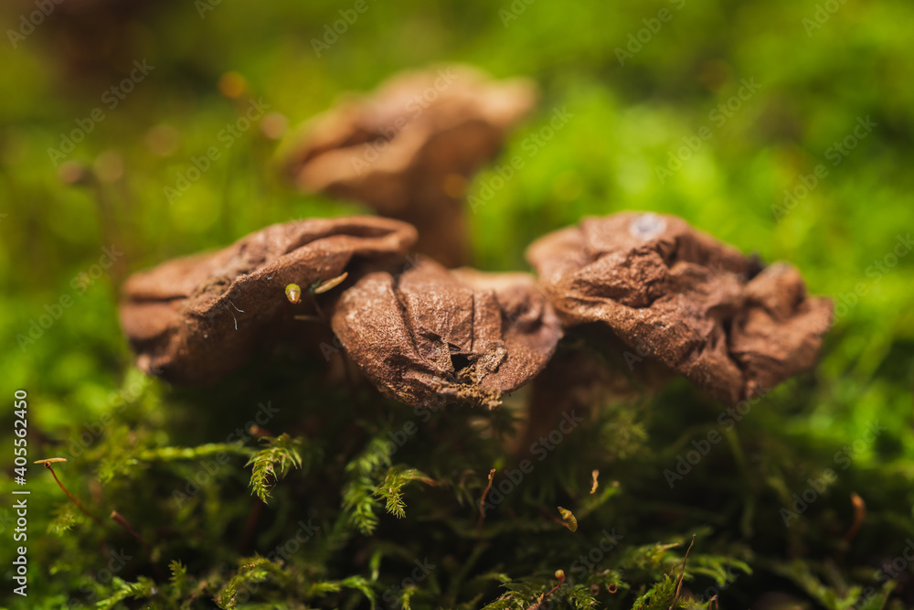 Background of moss. Still life mushrooms Background of moss. Still life mushrooms