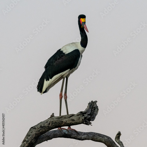 Saddle-billed Stork (Ephippiorhynchus senegalensis) standing in a tree in the Timbavati Reserve, South Africa photo