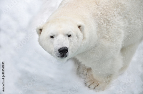 polar bear in the snow