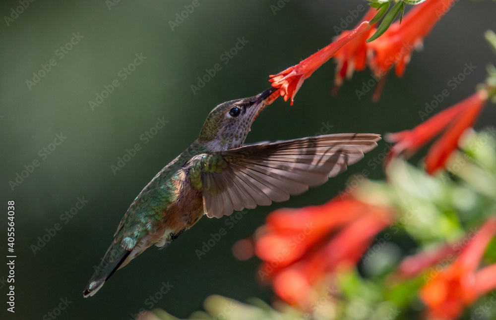 Fototapeta premium A Hummingbird Feeding on Wildflower Nectar