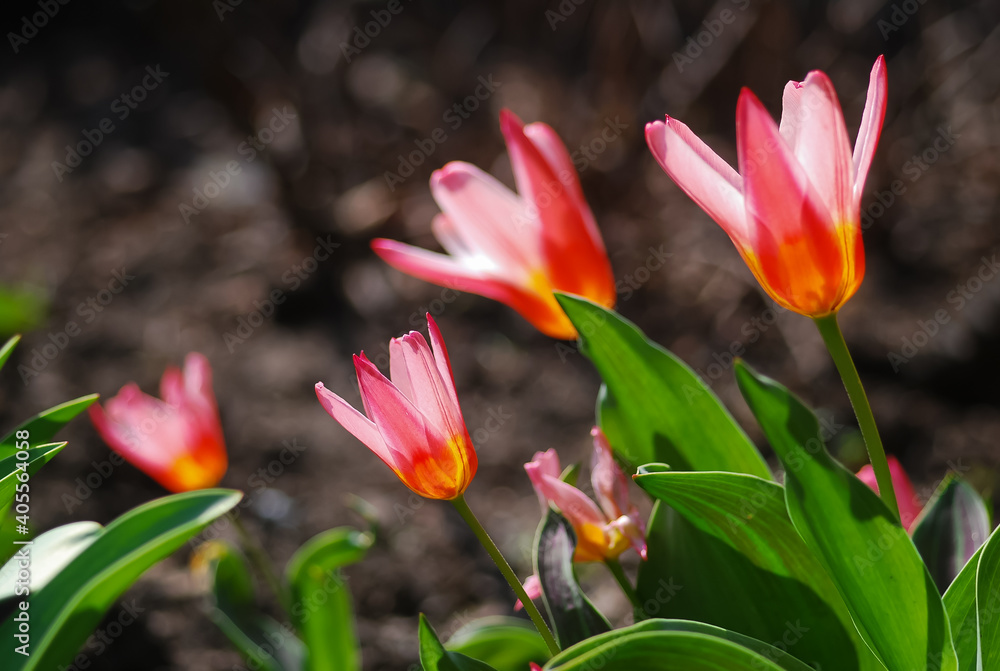 Red and pink tulips in the garden Red and pink tulips in the garden