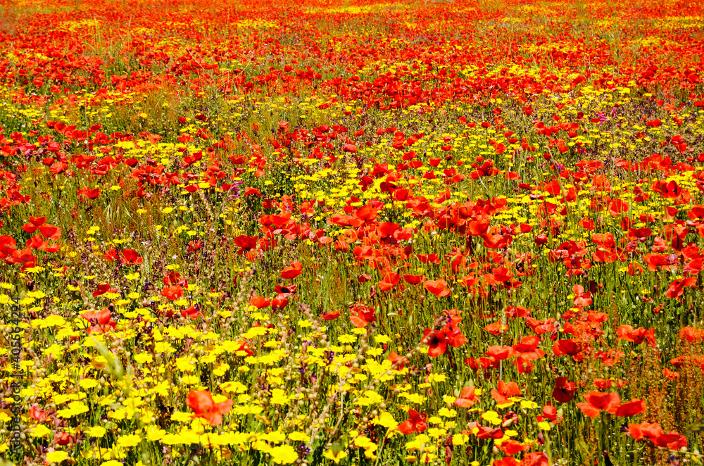 Full-frame shot of flowery field