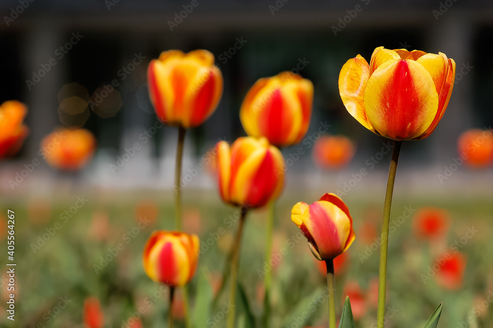 Obraz premium Red and yellow tulips in the garden