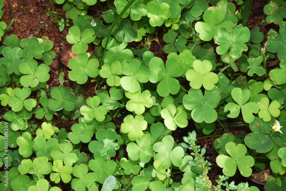 Yellow Sorrel , Oxalis corniculata plant Yellow Sorrel , Oxalis corniculata plant