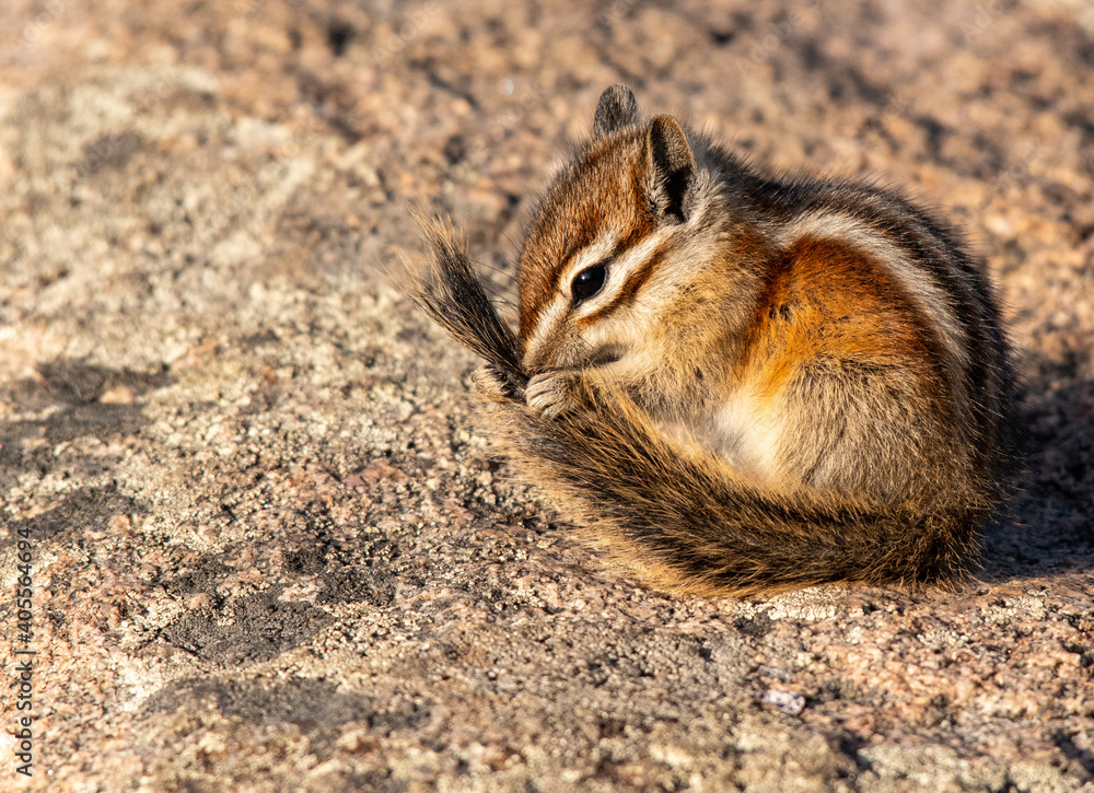 A Least Chipmunk Cleaning its Tail A Least Chipmunk Cleaning its Tail