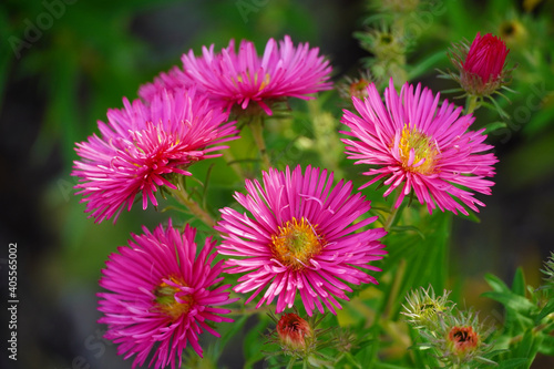 Symphyotrichum novae-angliae