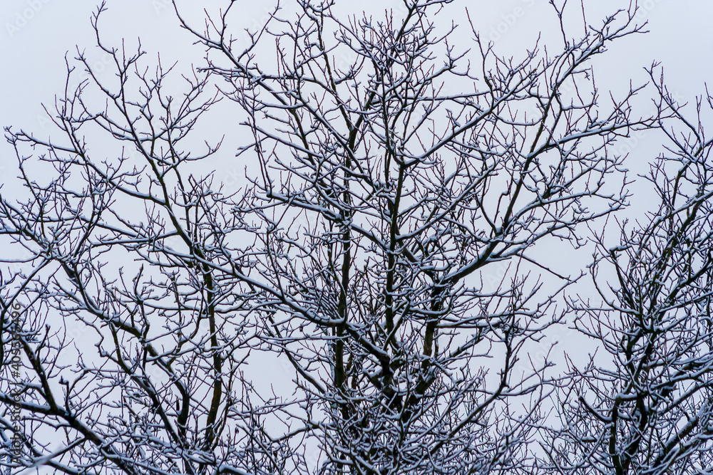 winter park with snow covered trees. Branches of trees brought by snow. Snowfall. branches of bushes are covered with snow. Winter winter park with snow covered trees. Branches of trees brought by snow. Snowfall. branches of bushes are covered with snow. Winter