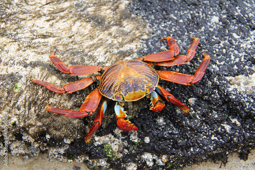 The red crab of the Galapagos Islands