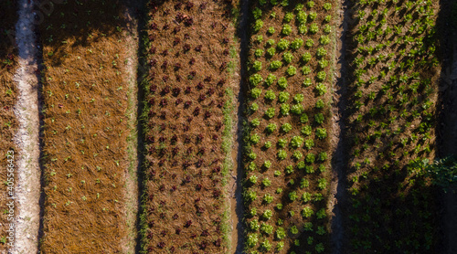 Vegetables growing in the f...