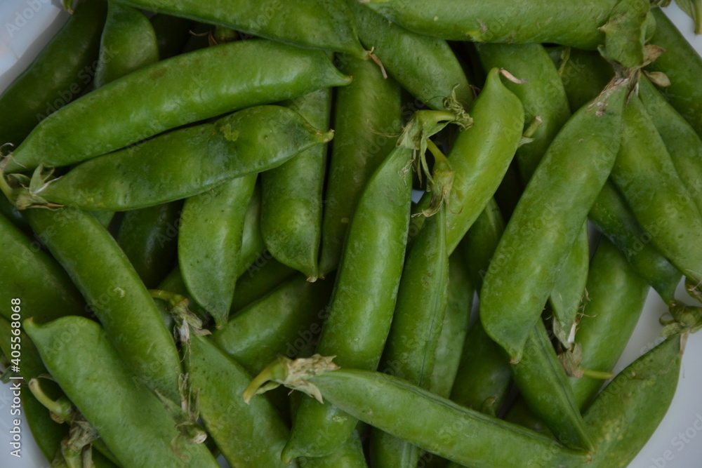 Green pea pods from farmland. Pea freshly picked. Organic spring pea pods. Fresh vegetables. Healthy eating. Country garden harvest. Green pea pods from farmland. Pea freshly picked. Organic spring pea pods. Fresh vegetables. Healthy eating. Country garden harvest.