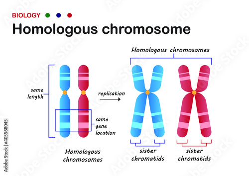 Biology diagram present structure of homologous chromosome in living organism photo