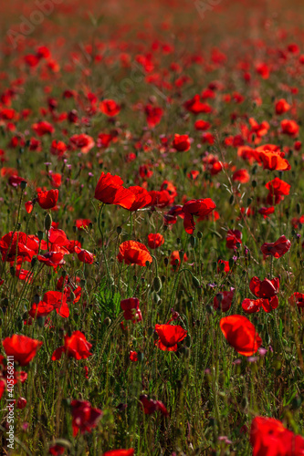 Red poppy flowers © Azahara MarcosDeLeon