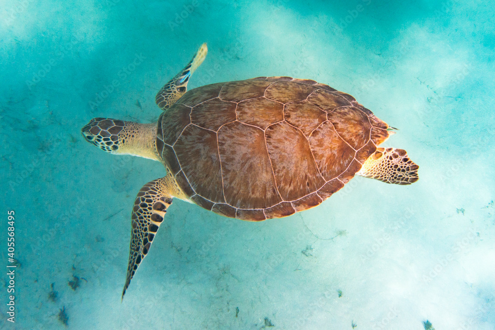 Fototapeta premium Endangered sea turtle swimming underwater 