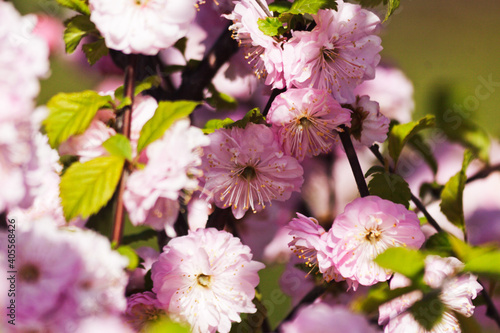 Blooming decorative sakura. Candid.