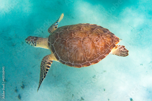 Endangered sea turtle swimming underwater 