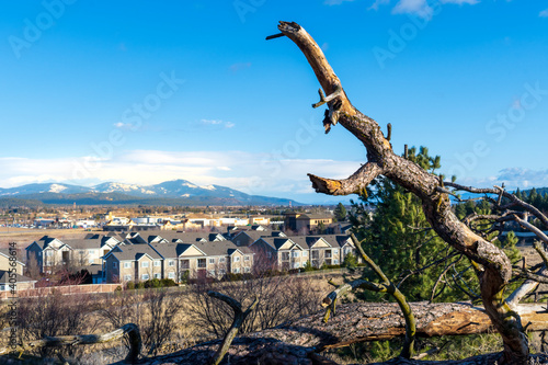 Closeup of a tree limb damaged after a powerful windstorm in the Spokane Valley  Washington  USA.