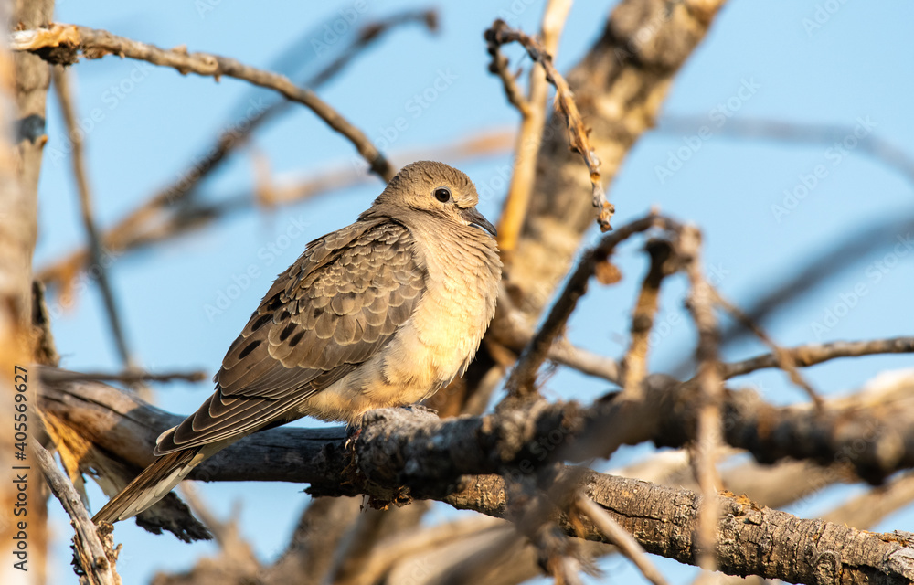 A Mourning Dove Fledgling Perched on a Tree Branch A Mourning Dove Fledgling Perched on a Tree Branch