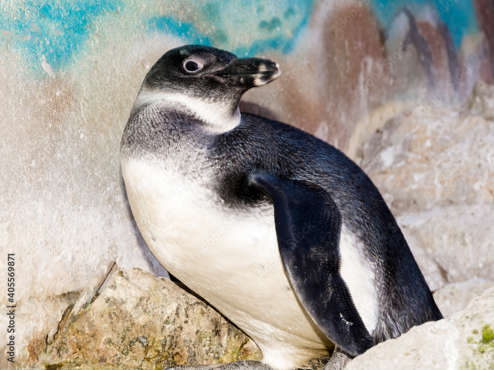Naklejka premium Young African penguin is sitting on a rock