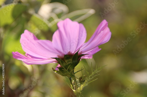 garden cosmos