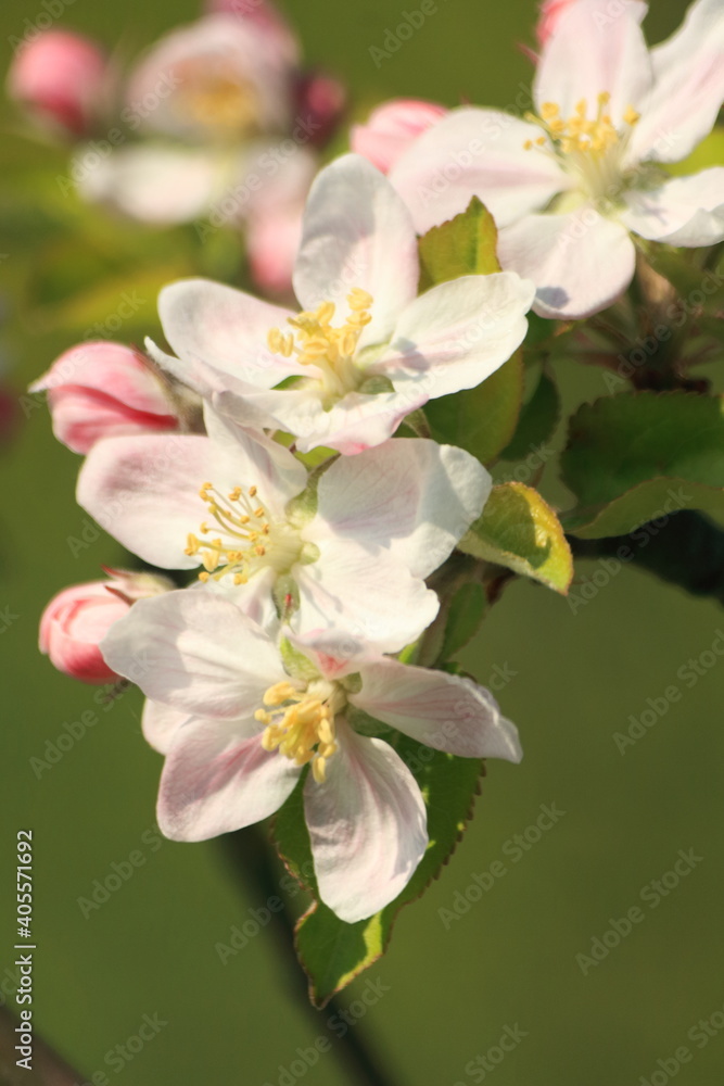 apple tree blossom