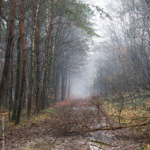 foggy forest - Brachter Wald in Germany