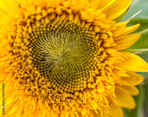 flower sunflower