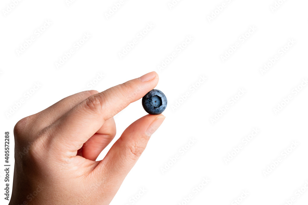 Isolated clipping path hand hold harvest summer jam ingredient organic bio tasty blueberry healthy natural purple fruit berry for sweet dessert vitamin antioxidant snack with fresh wet water drop Isolated clipping path hand hold harvest summer jam ingredient organic bio tasty blueberry healthy natural purple fruit berry for sweet dessert vitamin antioxidant snack with fresh wet water drop