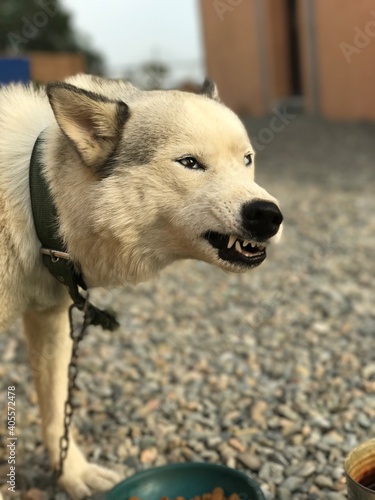 Portrait of a Dog